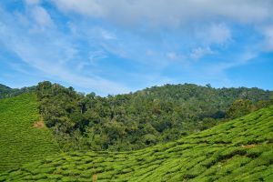 Munnar